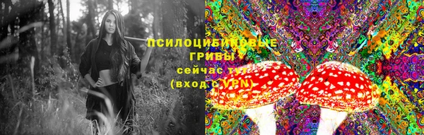 гашик Алексин